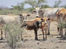 La peste bovina es una de las enfermedades del ganado más mortíferas de la historia. ARCHIVO  /