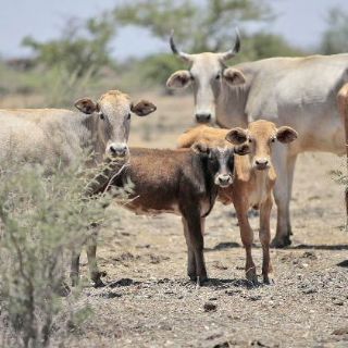 La FAO celebra la erradicación mundial de la peste bovina