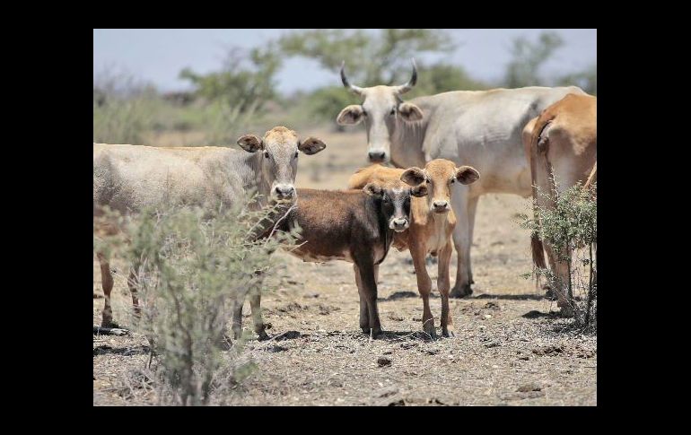 La peste bovina es una de las enfermedades del ganado más mortíferas de la historia. ARCHIVO  /