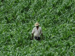 En la zona se produce el que está considerado el mejor café suave del mundo. NTX  /