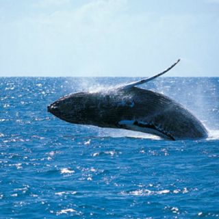 Especies migran al Atlántico por reducción de la capa hielo del Ártico