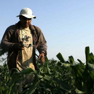 Urgen a definir 'reglas del juego' en mercado del maíz