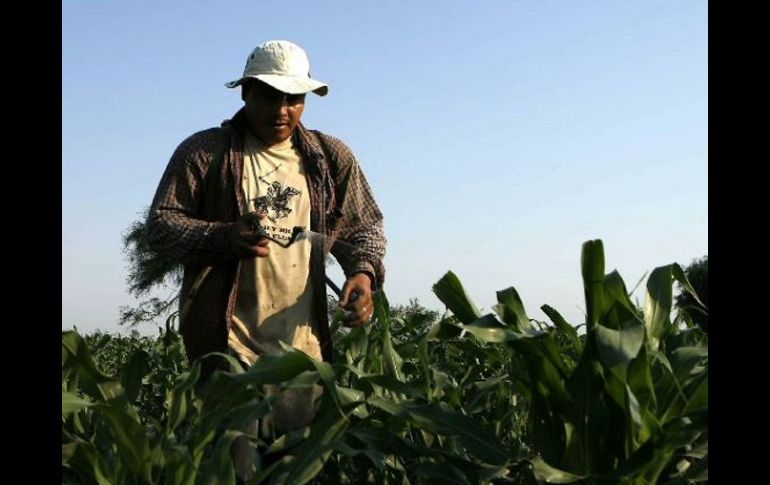 Se verían beneficiados los agricultores.ARCHIVO  /