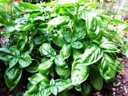 La albahaca orgánica resuta rentable por sus elementos particulares a favor de la salud. ARCHIVO  /