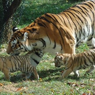 Rusos manifiestan en defensa un bosque donde habita el tigre siberiano
