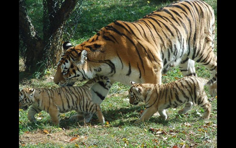 Se manifestaron hoy en defensa de una parcela única de bosque, habitada por el tigre siberiano. EFE  /
