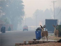 Unos ciervos pasean entre una nube de humo provocada por el incendio que está devastando el norte de Nuevo México. EFE  /