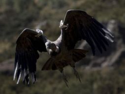 Los dispositivos han revelado datos como el hecho de que las aves han volado más de cien kilómetros en pocos días. EFE  /