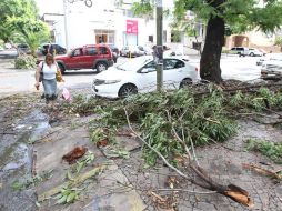 Las autoridades informaron que la lluvia nocturna en la ZMG dejó la caída de árboles. A. CAMACHO  /