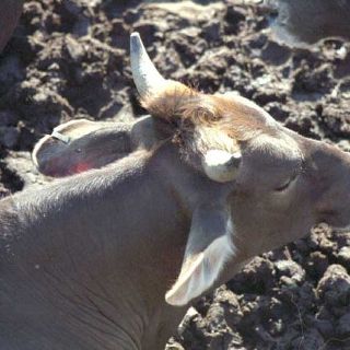 Rastro tapatío analiza liberación para comercializar hígados