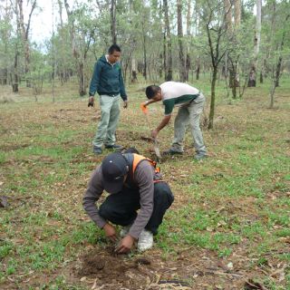 Extra inició tareas de reforestación urbana