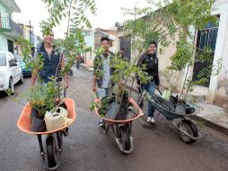 Asistieron a la tarea alrededor de 300 estudiantes voluntarios. A. HINOJOSA  /