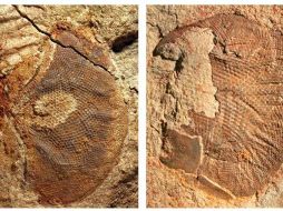 Los ojos pertenecen a un nuevo artrópodo marino que tendría un modo de vida similar al de una langosta. EFE  /