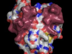 Hasta el momento se ha identificado la proteína profilina como causante de alergia. ESPECIAL  /