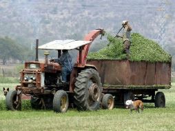 El ciclo agrícola primavera-verano es el más importante en la cosecha de granos básicos y otros cultivos. ARCHIVO  /