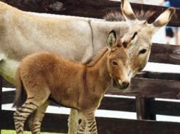 De la madre cebra heredó el rayado en las orejas y las patas largas. ESPECIAL  /