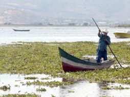 Laguna de Cajititlán. Reconoce funcionario que si bien el tema del medio ambiente es prioridad en agenda, hay otras necesidades.ARCHIVO  /