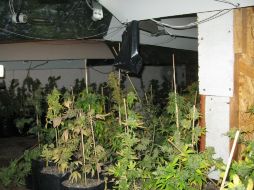 Los soldados estiman que las 433 plantas aseguradas equivalen a 26 mil 50 dosis. M. PATIÑO  /