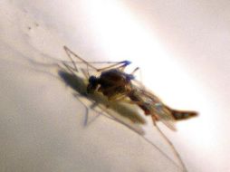 Se han registrado 50 atenciones de casos probables de dengue. ARCHIVO.  /