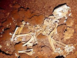 Recientes excavaciones permitieron desenterrar y comenzar a investigar restos óseos de animales con 29 mil años de antigüedad. EFE  /