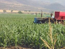 El dinamismo observable en el cultivo del aguacate en el campo de Jalisco, ha demandado el crédito para varias fases. ARCHIVO.  /