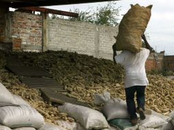 La humedad puede arruinar las cosechas, ya que no es suficiente para que germine, pero si para que active su metabolismo. ARCHIVO  /