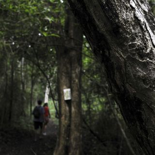 Países amazónicos comenzarán estudios de deforestación y recursos hídricos