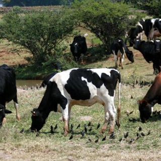 Jalisco ofrecerá carne confiable para Panamericanos