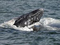 La caza comercial de ballenas está prohibida desde 1986. EFE  /
