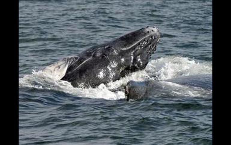 La caza comercial de ballenas está prohibida desde 1986. EFE  /