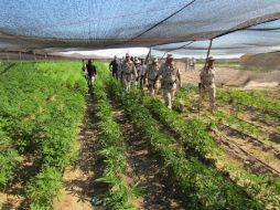 Las 120 hectáreas de plantas estaban cubiertas con una malla oscura. EFE  /