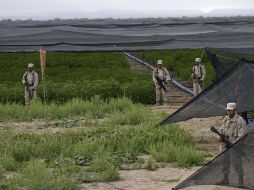 Las 120 hectáreas de mariguana simulaban un plantío de tomates; es la mayor siembra de droga hallada en México.  AFP  /