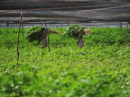 Militares comienzan con la quema de la hierba. REUTERS  /
