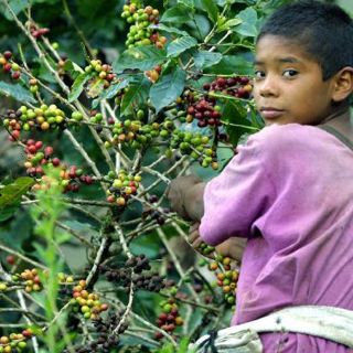 Distribuyen seis millones de plantas de café en Chiapas