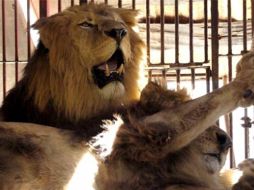 El hombre empezará a dormir junto a los felinos a principios de agosto. ESPECIAL  /