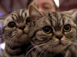 Los animales de compañía apoyan el desarrollo de cualquier ser humano. EFE  /