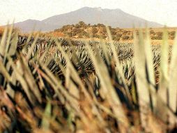 En Tequila se pueden disfrutar de actividades turísticas a un costado de los campos de agave. ARCHIVO  /