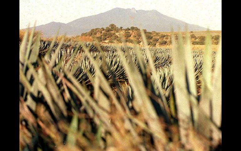 En Tequila se pueden disfrutar de actividades turísticas a un costado de los campos de agave. ARCHIVO  /