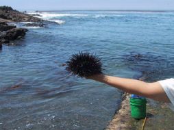 Los erizos pueden desovar y sus larvas dispersarse por kilómetros para colonizar otros sitios. ESPECIAL  /