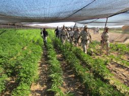 Los hombres fueron arrestados en un pueblo cercano al lugar donde se encontró el sembradío de mariguana. ARCHIVO  /