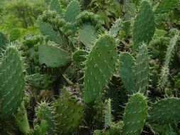 Este proyecto que cuenta con el apoyo de la Secretaría de Desarrollo Rural. ID  /