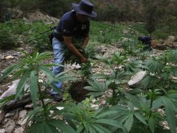Cerca de 50 efectivos federales procedieron con la destrucción del narcótico. ARCHIVO  /