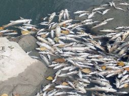 Se hará un seguimiento de la muerte de los animales para determinar la causa. ESPECIAL  /