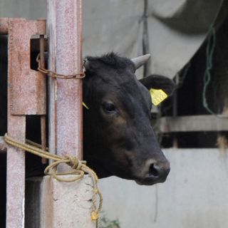 Más de mil vacas comieron alimento con cesio radiactivo en Japón