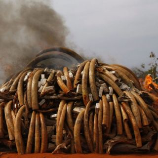 Kenia prende fuego a casi cinco toneladas de colmillos de marfil