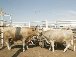 Los rastros de Inspección Federal producen 40 por ciento del consumo nacional. ARCHIVO  /