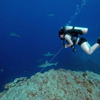 Decomisan un barco con 357 tiburones en Galápagos
