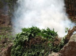 La mariguana fue el principal enervate del lote incinerado. NTX  /