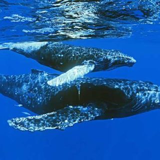 Ballenas jorobadas han llegado al Pacífico colombiano