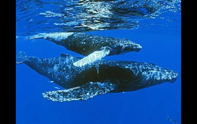 Unas cien ballenas jorobadas han realizado su peregrinación anual. AP  /